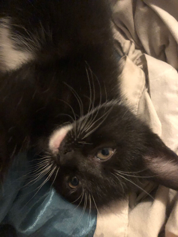 Kitten