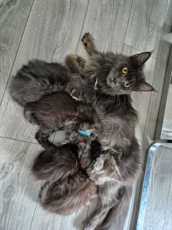 Maine coon kittens