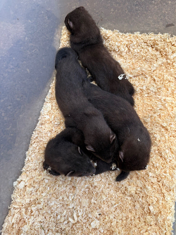 Black ferrets