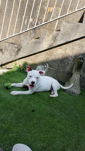 Stunning white 11 month old