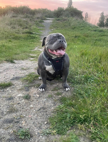 Stunning Cane Corso x Pocket Bully Puppies &ndash; Rare & Powerful Mix