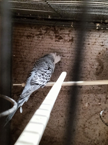 Tamed budgies
