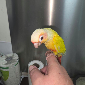 3 Hand Reared Silly Tame Green Cheek Conures