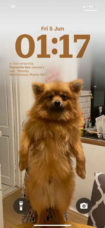 Bear is ready to be studied out