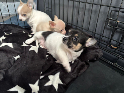Apple head Chihuahua ONE GIRL LEFT !