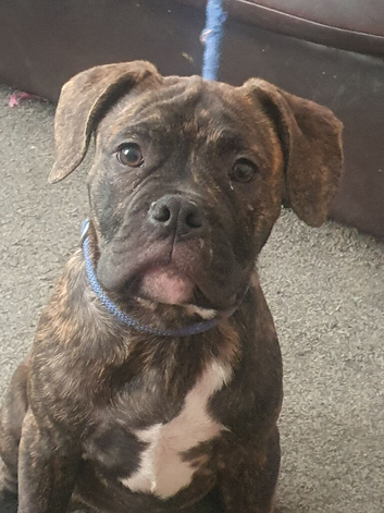 Oldtyme Bulldogs x French
