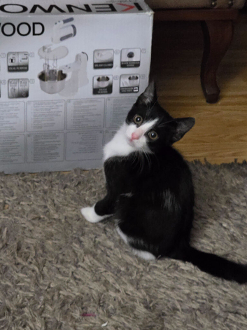 Adorable Black & White Male Kitten.