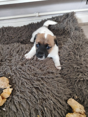Jack Russell puppies