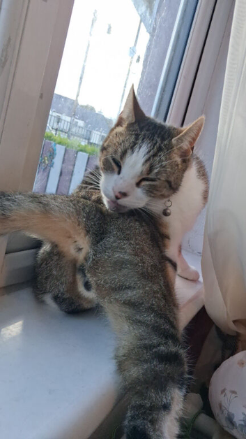 2 cats