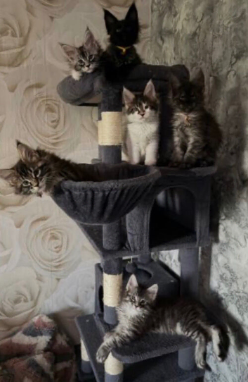 Maine Coon Kittens