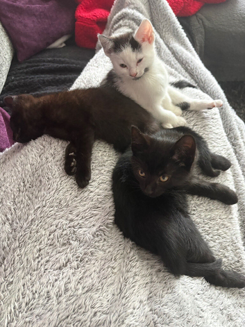 3 kittens available