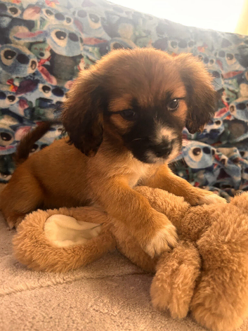 Norfolk terriers cross Russell terriers