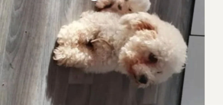 Bishon pedigree puppies