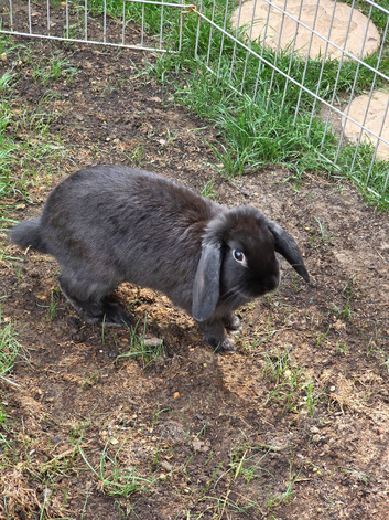 Female mini lop