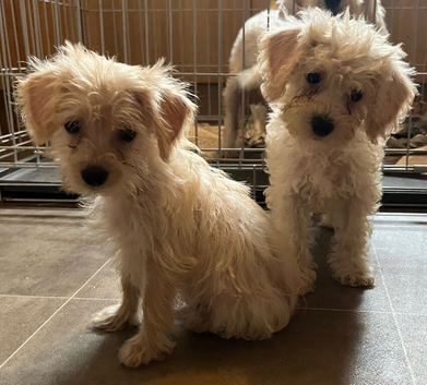 BEAUTIFUL F1B COCKAPOO PUPPIES