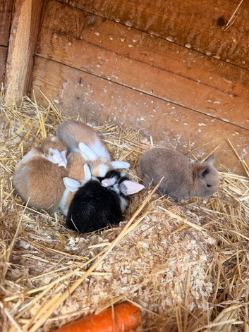 5 gorgeous mini lops