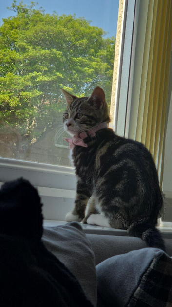 2 kittens for sale