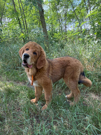 Tibetan mastiff puppy