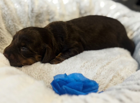 long-haired dachshund