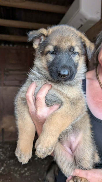 Beautiful female german shepherd pups