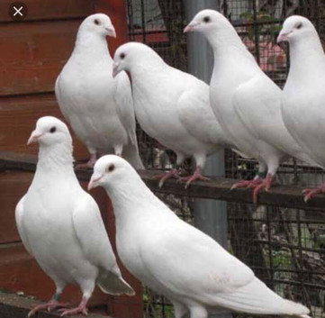 Breeding pair of white Logan pigeons