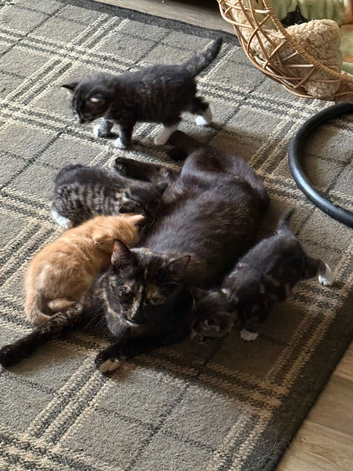 Calico kittens
