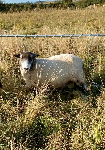 Wethers and Rams