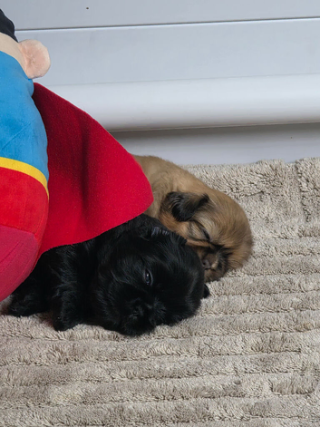 6 puppy Shih Tzus for sale, 5 girls, 1 boy