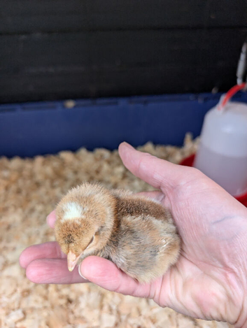 Three cream legbar chicks (all boys)