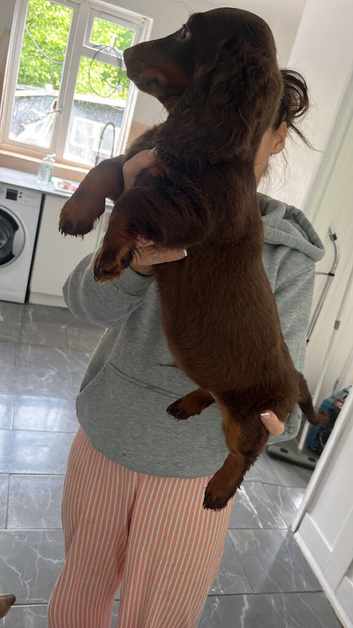 Beautiful dachshund pups