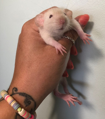 Baby dumbo rats (males only)
