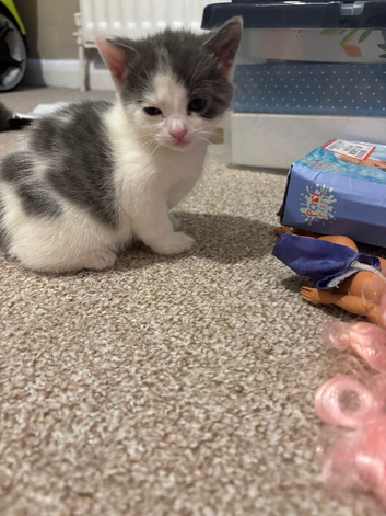 2 kittens for sale