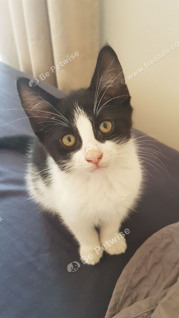 Beautiful 10‑week‑old female kitten &mdash; fully litter trained.