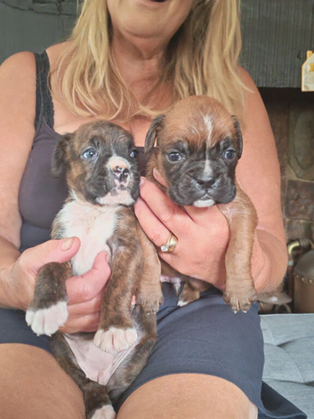 Boxer puppies  KC REG