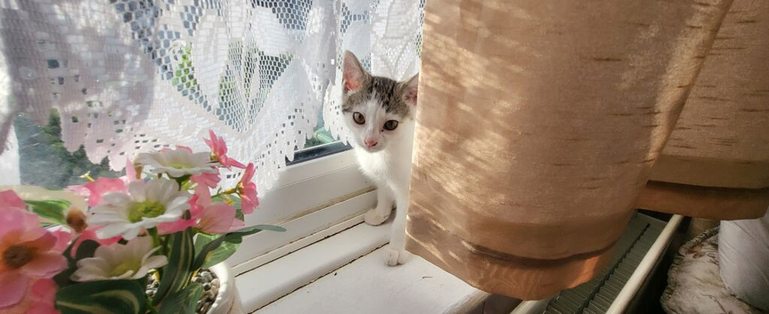 1 Kitten male left