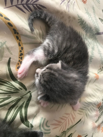 Four beautiful tabby kittens just two weeks old atm.