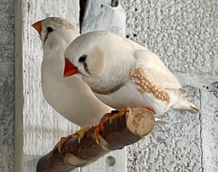 Pair of zebra finches and their chicks