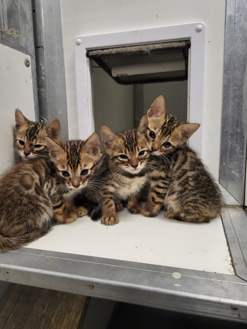 Bengal kittens