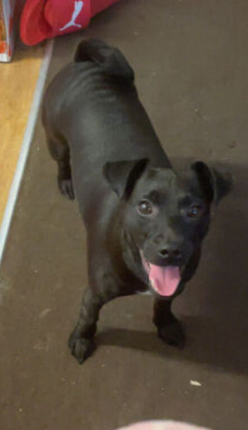 Luna Pattersdale Terrier