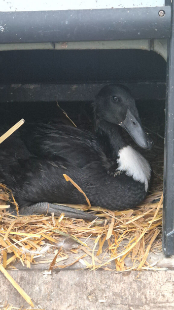5/6 week old Female duckling