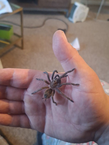 Gold/Green Phormictopus SP