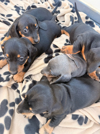 5 beautiful full bred dashounds for sale