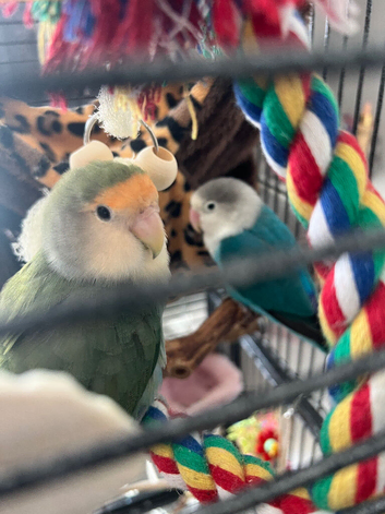 Lovebird pair