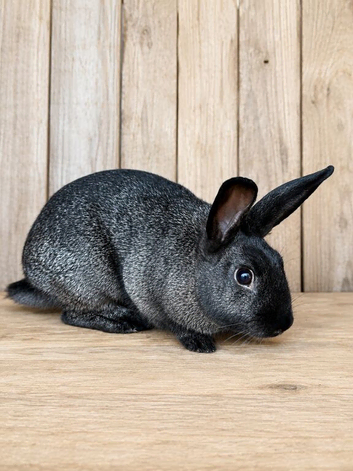 Beautiful Rex Female Rabbit ️