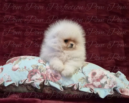 Ultra Teddy Bear Pomeranian Puppies