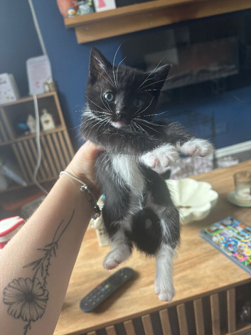 1 kitten