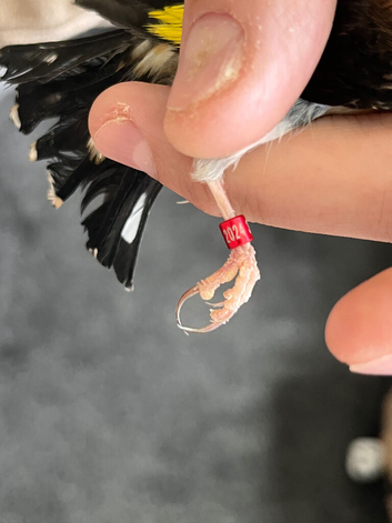 Gold finch male and/or female