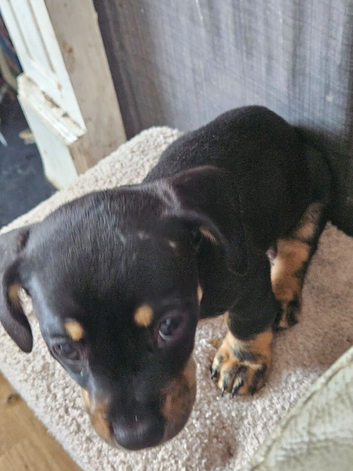 Frenchie and dachsund mix