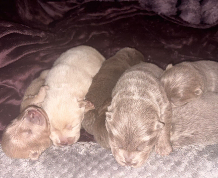 lilac chow chow males ONLY TWO LEFT !!!