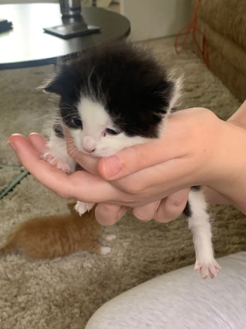 Black and white rag doll